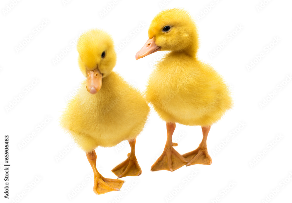 little ducklings little ducklings
