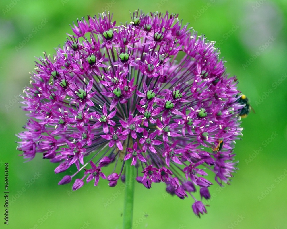 Fototapeta premium Zierlauch