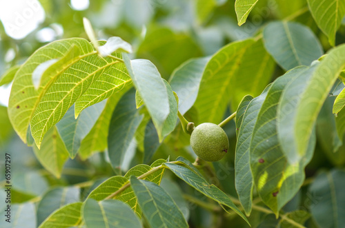 Green walnut growing on a tree