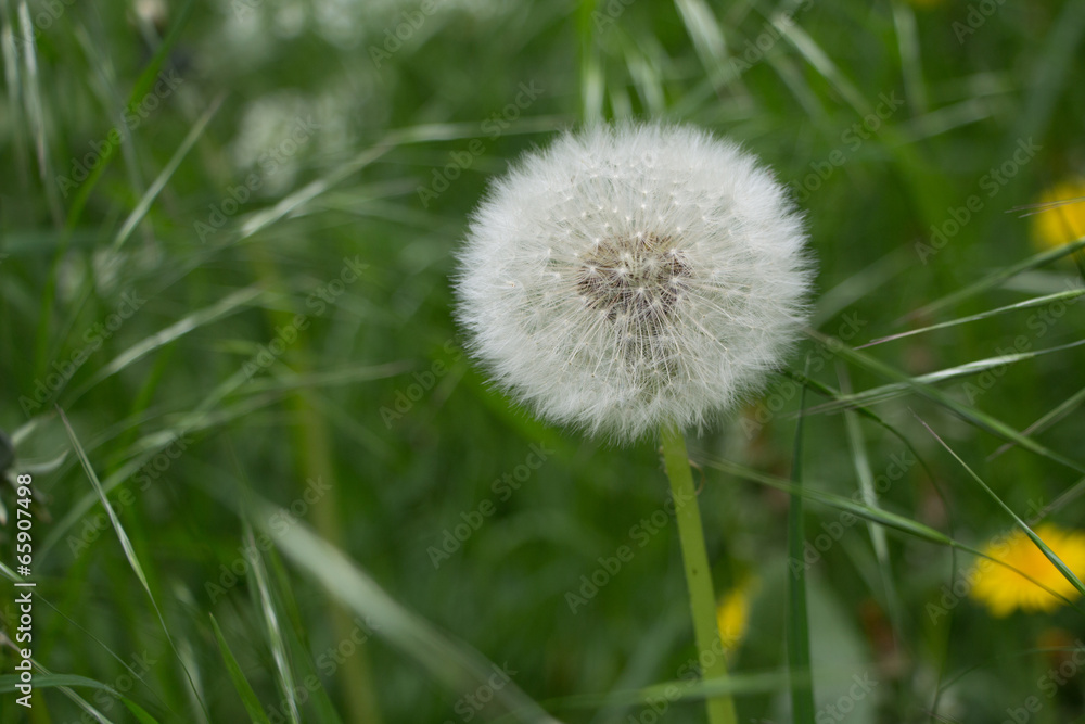 Flauschige Pusteblume