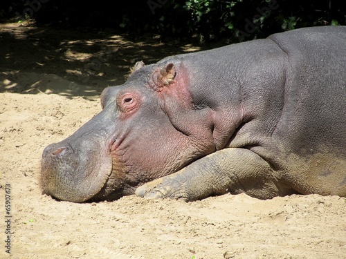 hippopotame