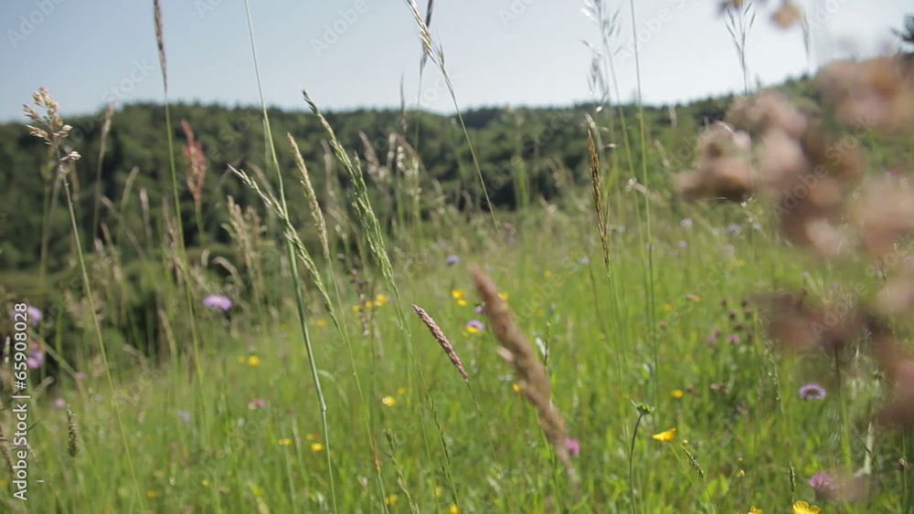 Walking trough the grass field. Walking trough the grass field.