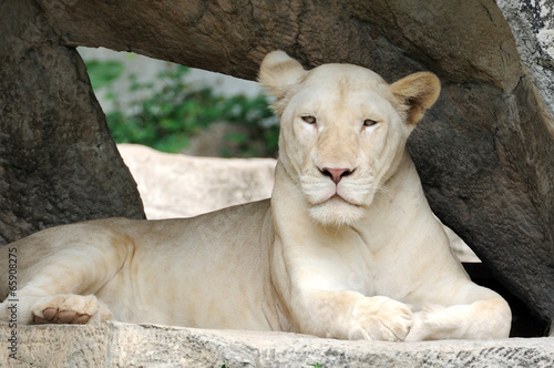 Portrait single white tiger in open zoo