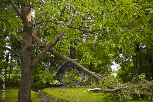 Storm Damage Tree