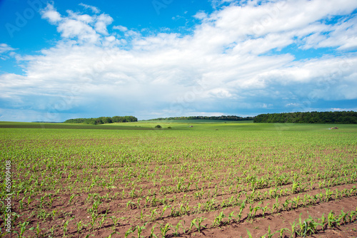 Corn field and blue sky. rural landscape photo