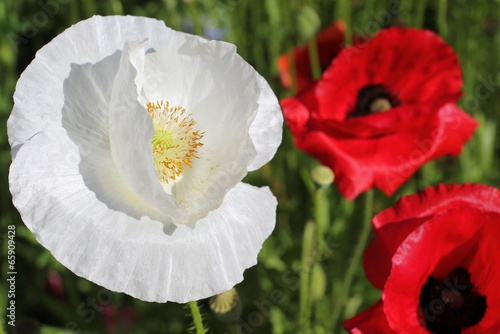 Coquelicot blanc