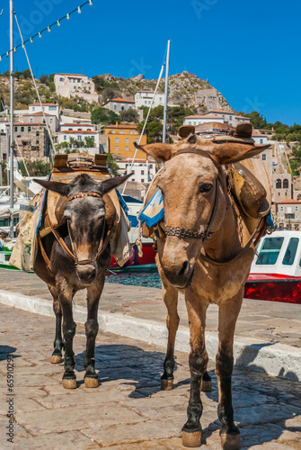 Donkeys for Transport