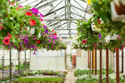 Fototapeta Naklejka Na Ścianę i Meble -  Flowers in the greenhouse