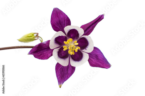 Print op canvas aquilegia flower isolated
