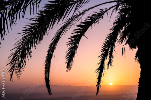 Palm and beautiful sunset © Vitalez