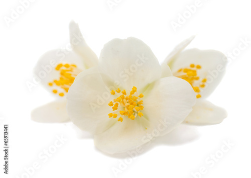Fototapeta Naklejka Na Ścianę i Meble -  jasmine flower