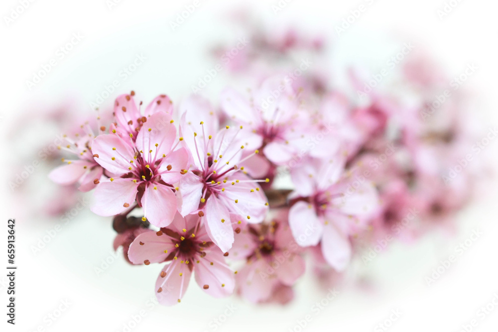 Fototapeta premium Blommande träd