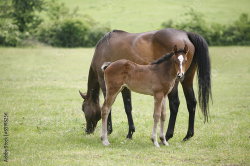 Thoroughbred mare and foal in pasture following mother.