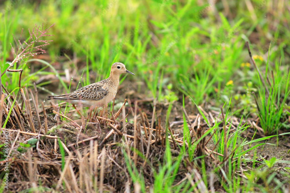 Buff-breasted Sandpiper (Tryngites subruficollis) in Japan Buff-breasted Sandpiper (Tryngites subruficollis) in Japan