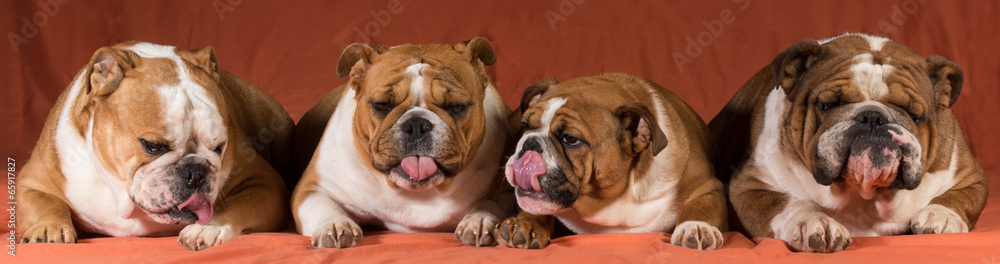 Obraz premium four dogs