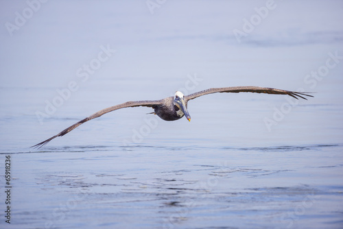 Brown Pelican in flight photo