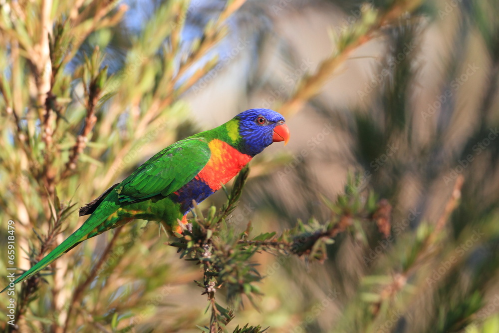 Naklejka premium Rainbow Lorikeet (Trichoglossus haematodus) in Cainrs, Australia