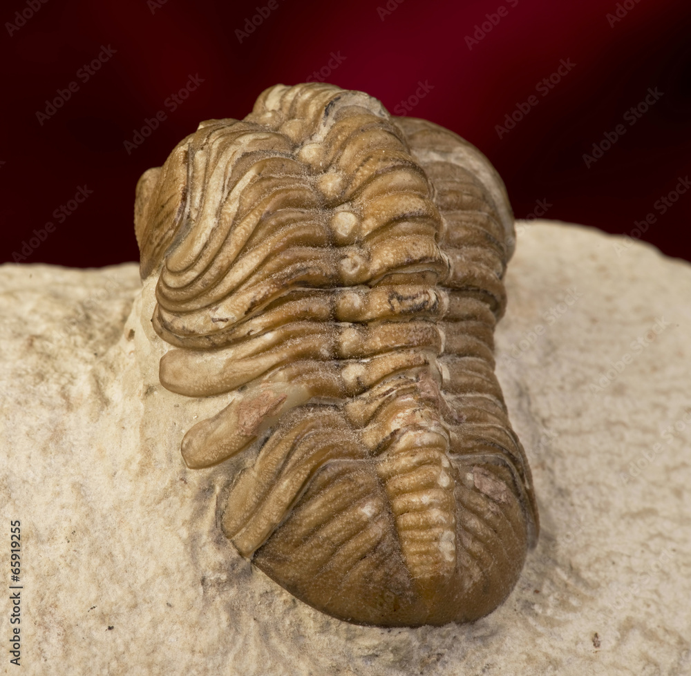 Oklahoma Trilobite 360 million years old. Oklahoma Trilobite 360 million years old.