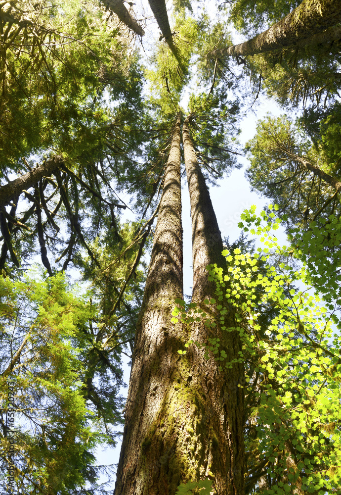 Fototapeta premium Looking up into tall perspective of fir trees in forest
