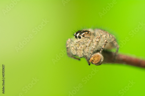 Philaeus chrysops - Jumping spider photo