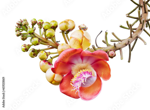 Foto Cannonball tree