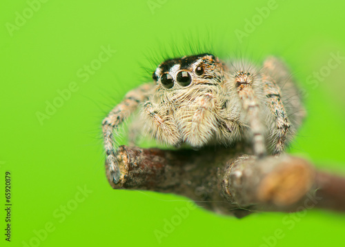 Philaeus chrysops - Jumping spider