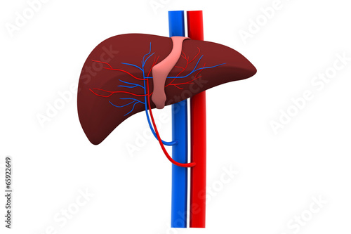 Human liver photo