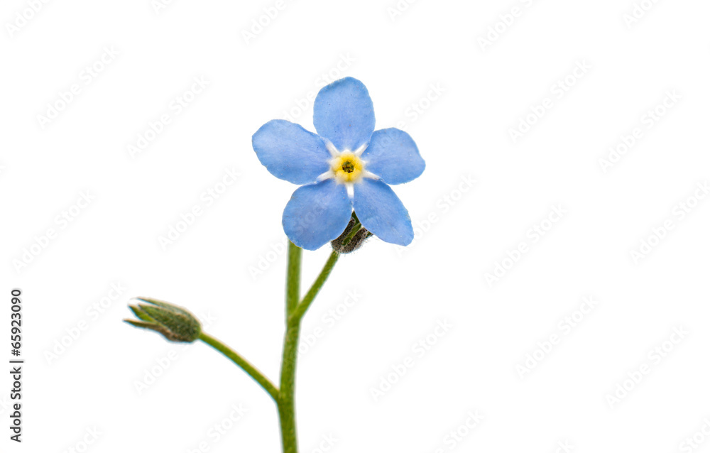 Naklejka premium forget-me-flower