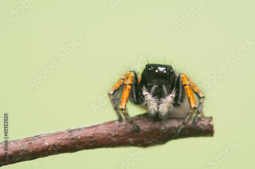 Philaeus chrysops - Jumping spider photo