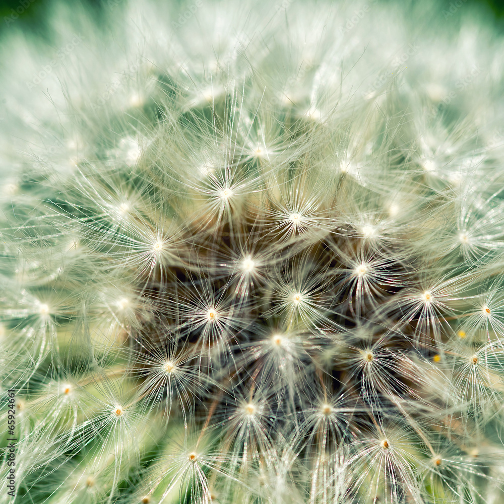 Fototapeta premium Dreamy dandelion