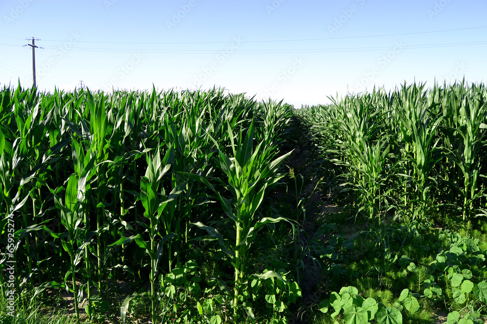 Fototapeta premium fields
