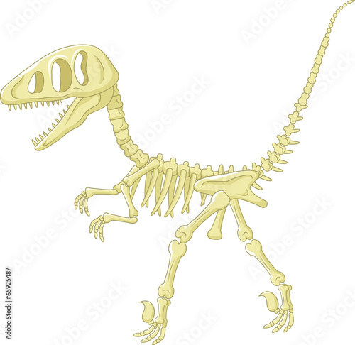Dinosaur skeleton