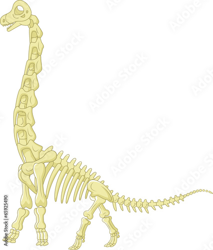 Sauropod skeleton