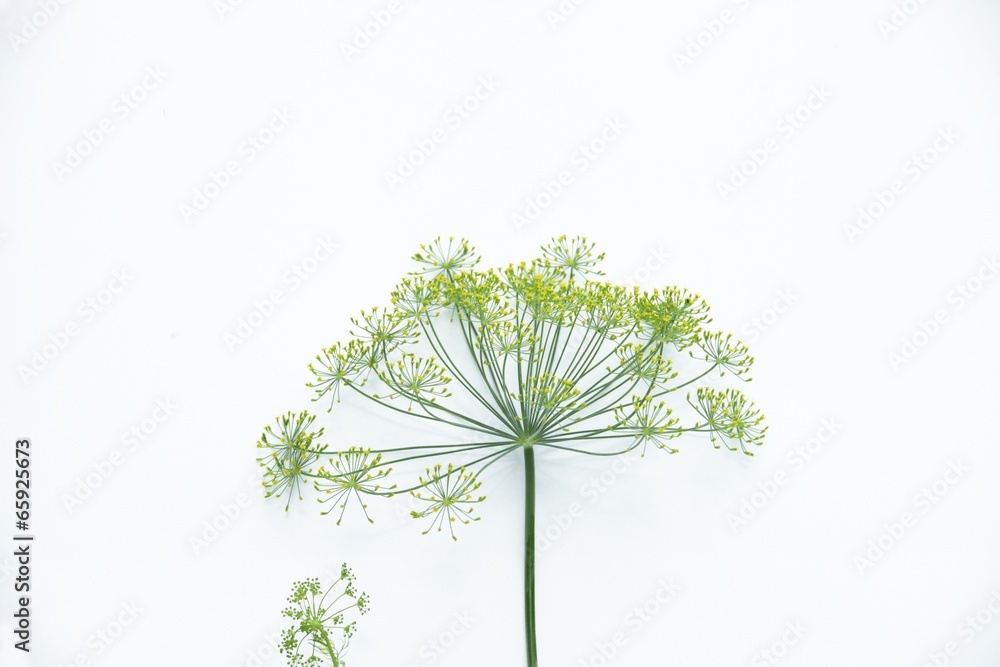 ディルの花 Stock 写真 Adobe Stock