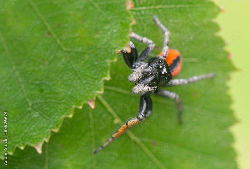 Philaeus chrysops - Jumping spider Philaeus chrysops - Jumping spider