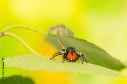 Philaeus chrysops - Jumping spider photo