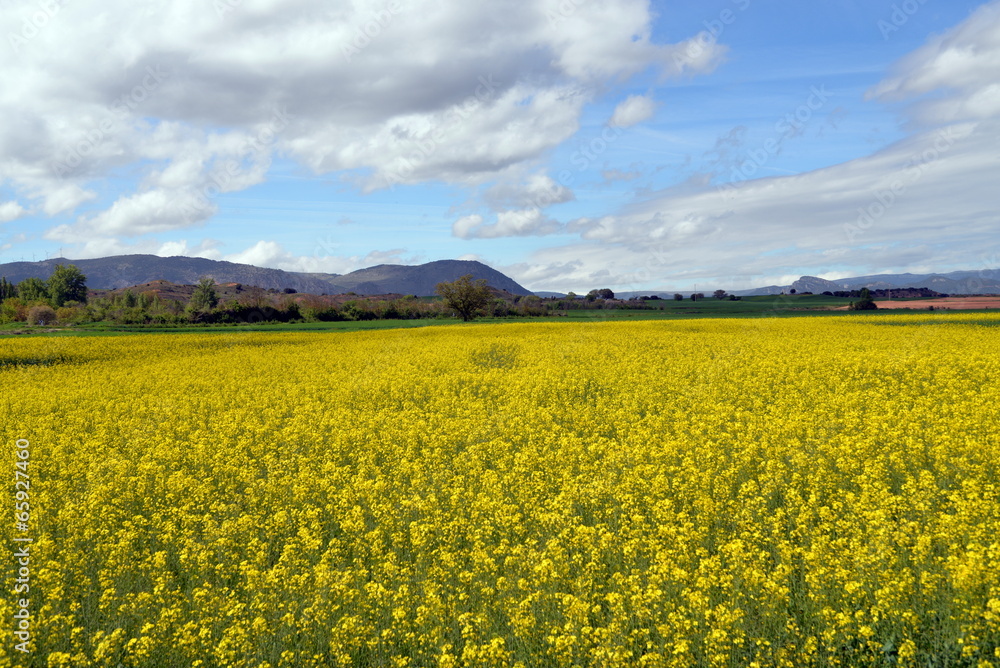 CAMPOS DE COLZA CAMPOS DE COLZA