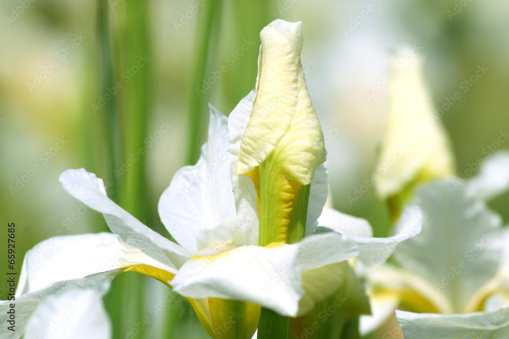 Obraz premium Weiße irisblüten