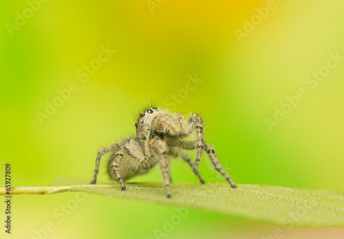 Philaeus chrysops - Jumping spider photo