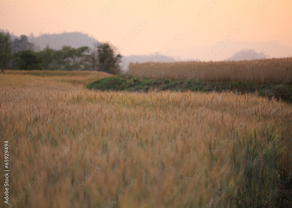 barley field of agriculture rural scene barley field of agriculture rural scene