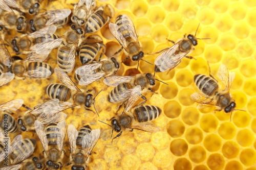 tanzende Bienen © rupbilder