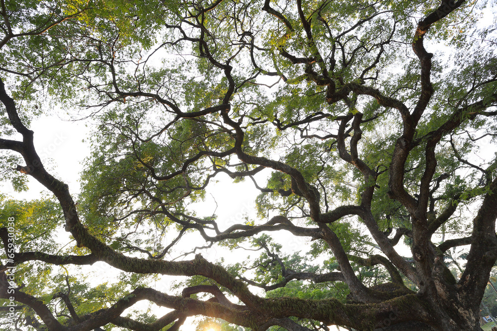 Fototapeta premium branch magnify of big green tree