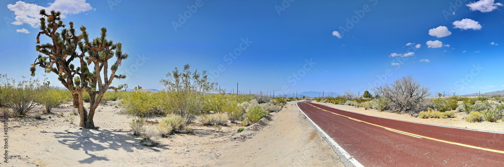 Fototapeta premium Joshua Tree
