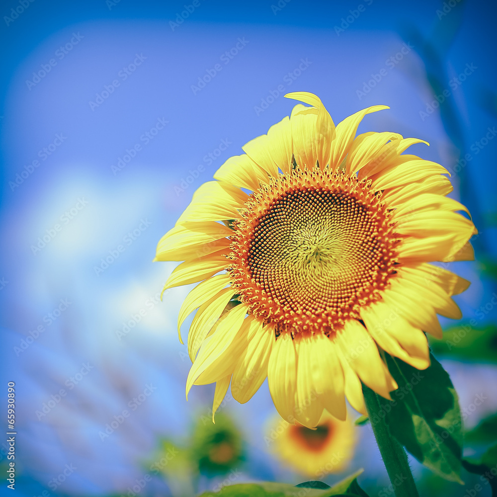 Obraz premium beautiful sunflowers