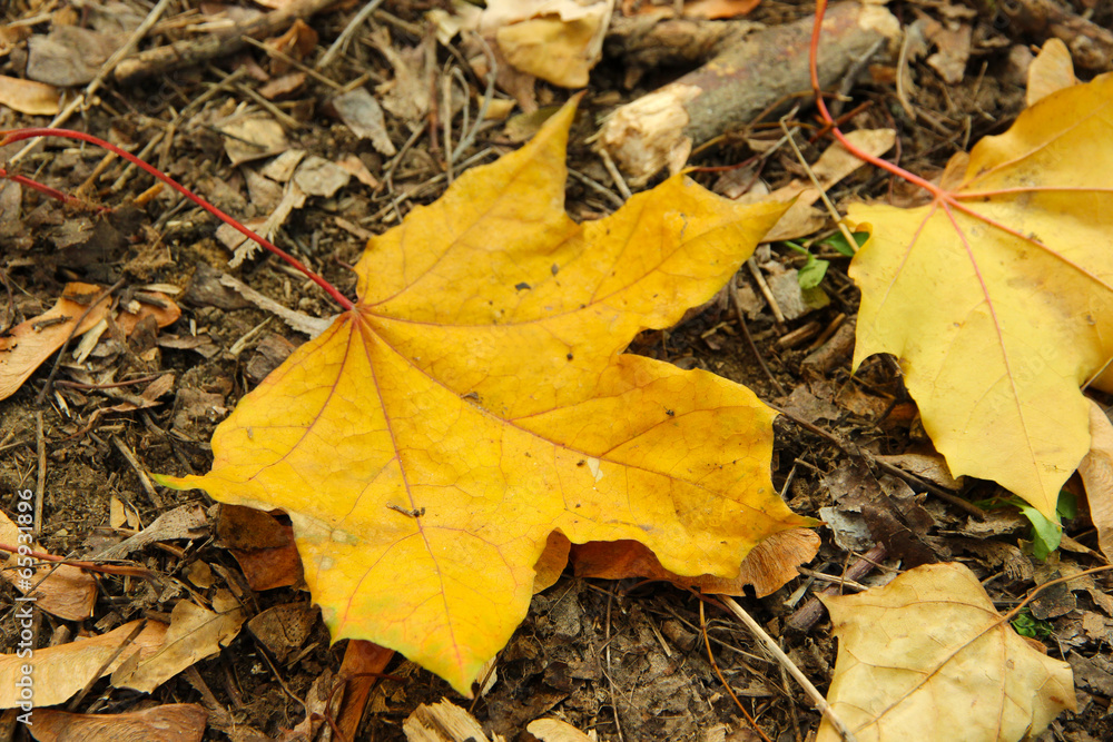 Beautiful autumn background with maple leaves Beautiful autumn background with maple leaves