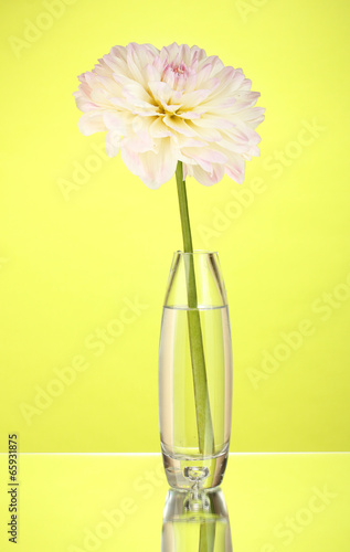 Beautiful white dahlia in glass vase