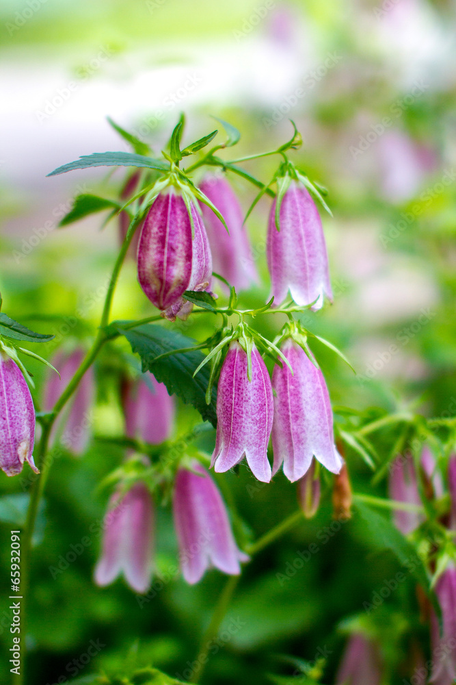 Obraz premium purple bell flower on green meadow