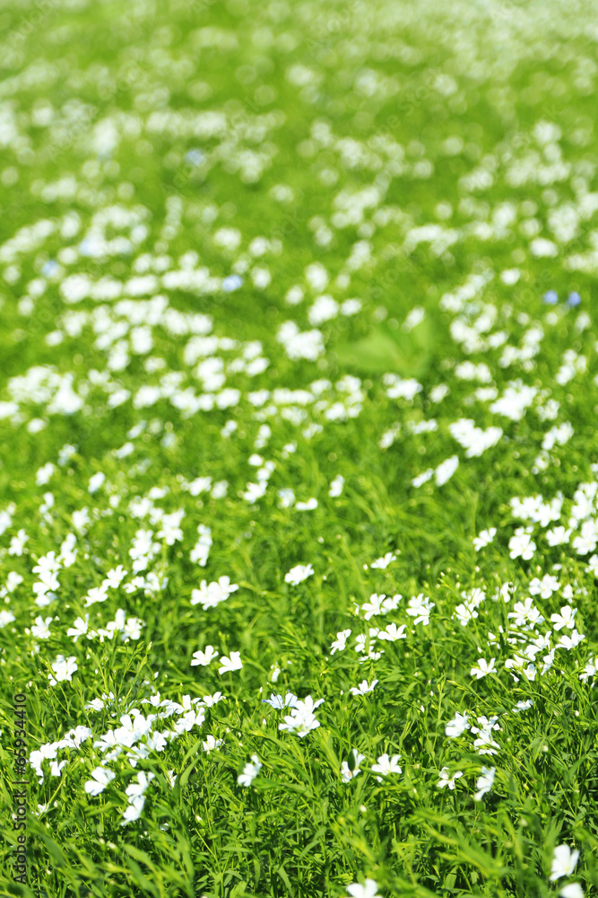 Beautiful flax in the field