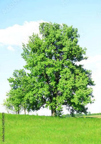 Beautiful spring landscape with lonely tree in the field