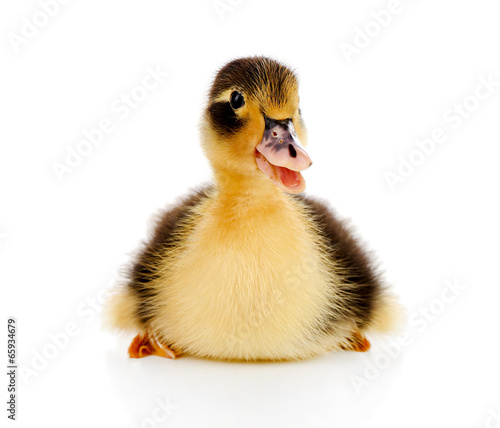 Little cute duckling isolated on white